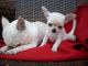 Chihuahua Puppies for sale in Denver, Irvine, CA 92604, USA. price: NA