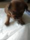 Chihuahua Puppies for sale in Hollywood, FL, USA. price: $650