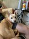 Chihuahua Puppies for sale in Holly Springs, NC, USA. price: $200