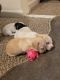 Chihuahua Puppies for sale in Peoria, AZ, USA. price: $150