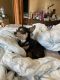 Chihuahua Puppies for sale in Topeka, KS, USA. price: NA