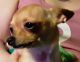 Chihuahua Puppies for sale in Weatherford, TX, USA. price: NA