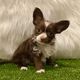 Chihuahua Puppies for sale in Whittier, CA, USA. price: NA