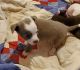 Chihuahua Puppies for sale in Hiddenite, NC 28636, USA. price: NA