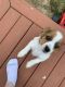 Chihuahua Puppies for sale in Staunton, VA 24401, USA. price: NA
