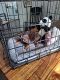 Chihuahua Puppies for sale in 9674 NW 10th Ave, Miami, FL 33150, USA. price: NA