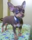 Chihuahua Puppies for sale in California City, CA, USA. price: $800