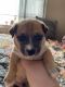 Chihuahua Puppies for sale in South Bend, IN, USA. price: $700