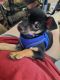 Chihuahua Puppies for sale in Belleville, IL, USA. price: NA