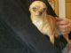 Chihuahua Puppies for sale in Stuart, IA 50250, USA. price: $200
