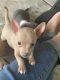 Chihuahua Puppies for sale in McFarland, CA 93250, USA. price: $500