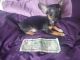 Chihuahua Puppies for sale in Stuart, IA 50250, USA. price: $750