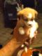 Chihuahua Puppies for sale in Denham Springs, LA 70706, USA. price: $300