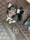 Chihuahua Puppies for sale in Killeen, TX, USA. price: NA