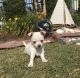 Chihuahua Puppies for sale in Myrtle Beach, SC 29579, USA. price: NA