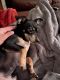 Chihuahua Puppies for sale in 3939 E Trinity Mills Rd, Dallas, TX 75287, USA. price: NA