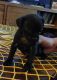 Chihuahua Puppies for sale in Martinsburg, WV, USA. price: NA