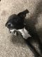 Chihuahua Puppies for sale in West Sacramento, CA 95691, USA. price: $200