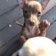 Chihuahua Puppies for sale in Independence, KY, USA. price: NA