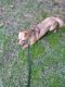 Chihuahua Puppies for sale in Fuquay-Varina, NC, USA. price: NA