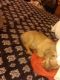 Chihuahua Puppies for sale in 33 Tency Ln NE, Rome, GA 30165, USA. price: NA