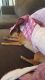 Chihuahua Puppies for sale in East Mesa, AZ 85207, USA. price: NA