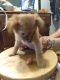 Chihuahua Puppies for sale in Fairfield, CA 94533, USA. price: $150