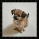 Chihuahua Puppies for sale in Thane West, Thane, Maharashtra, India. price: NA