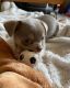Chihuahua Puppies for sale in Atlanta, GA, USA. price: NA