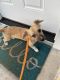 Chihuahua Puppies for sale in Fair Lawn, NJ 07410, USA. price: NA