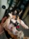 Chihuahua Puppies for sale in Joppatowne, MD 21085, USA. price: $300