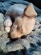 Chihuahua Puppies for sale in Mesa, AZ 85204, USA. price: NA