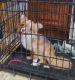 Chihuahua Puppies for sale in Stuart, IA 50250, USA. price: NA