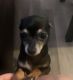 Chihuahua Puppies for sale in Roselle, IL 60172, USA. price: NA