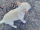 Chihuahua Puppies for sale in Smithville, TN 37166, USA. price: NA