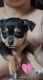 Chihuahua Puppies for sale in Daytona Beach, FL, USA. price: $400