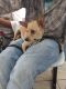 Chihuahua Puppies for sale in Albuquerque, NM, USA. price: $400