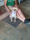 Chihuahua Puppies for sale in Benson, NC 27504, USA. price: $100