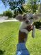 Chihuahua Puppies for sale in Lancaster, CA, USA. price: NA