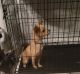 Chihuahua Puppies for sale in Richmond, VA, USA. price: $500