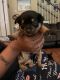 Chihuahua Puppies for sale in Lancaster, SC 29720, USA. price: $900