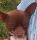 Chihuahua Puppies for sale in Columbus, OH, USA. price: NA