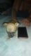 Chihuahua Puppies for sale in Twentynine Palms, CA 92277, USA. price: $300
