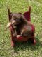 Chihuahua Puppies for sale in Jesup, GA, USA. price: $1,000