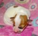 Chilean Fox Terrier Puppies for sale in Abilene, KS 67410, USA. price: $800