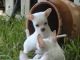 Chilean Fox Terrier Puppies for sale in Austin, TX, USA. price: NA