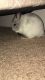 Chinchilla Rodents for sale in Golden Valley, MN, USA. price: NA