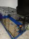 Chinchilla Rodents for sale in Freeport, MI 49325, USA. price: $75