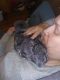 Chinchilla Rodents for sale in Taylor, MI 48180, USA. price: $400