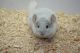 Chinchilla Rodents for sale in Lansing, MI, USA. price: $199